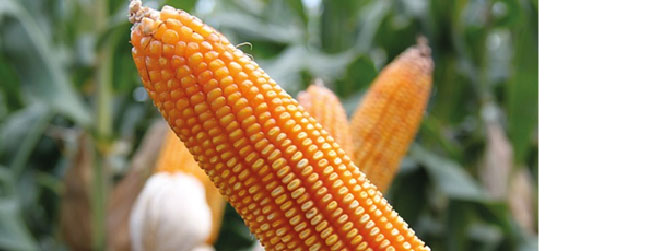 Cultivar maíz