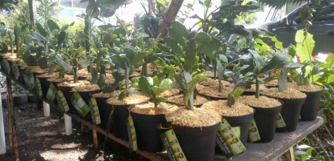 Se entregan 100 mil plntulas de bosque seco tropical para siembra en la ciudad