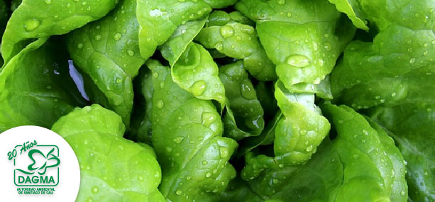 Cultivar lechuga