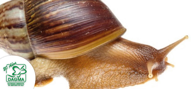 Aprenda a identificar un caracol africano