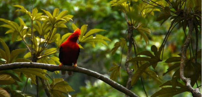 Celebran fiestas patronales en el corregimiento de La Paz, este fin de semana