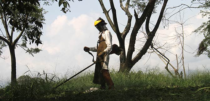 Arrancaron las podas de zonas verdes en las 22 comunas de Cali