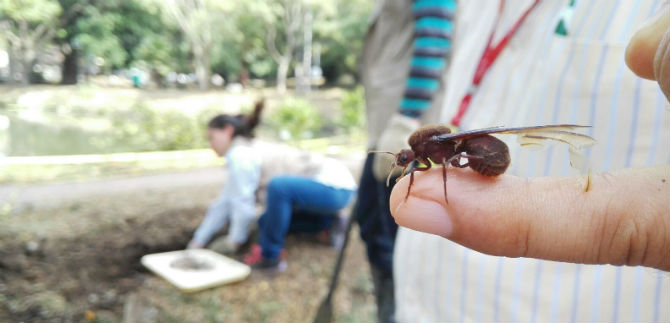 Dagma implementa nuevo plan de control a la hormiga arriera