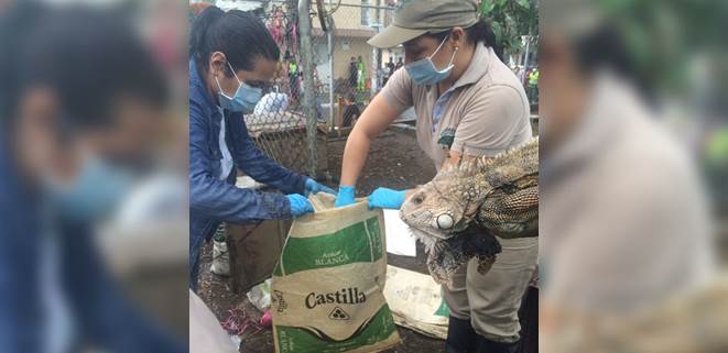 Liberan del hacinamiento a 450 iguanas y 220 tortugas que vivan en un separador vial