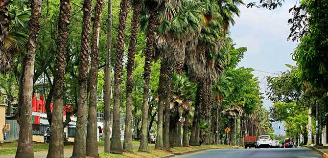 Gran caminata para celebrar  el da del  rbol  y del agua