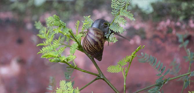 Dagma contina con recoleccin de caracoles africanos en zonas verdes de Cali
