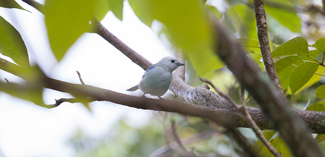 Cali est� realizando el censo urbano de aves