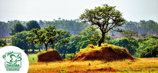 Conoces los riesgos y las alteraciones al medio ambiente que puedes causar al poseer  animales silvestres como mascotas?