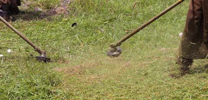 Dagma inici la poda de zonas verdes en la calle quinta