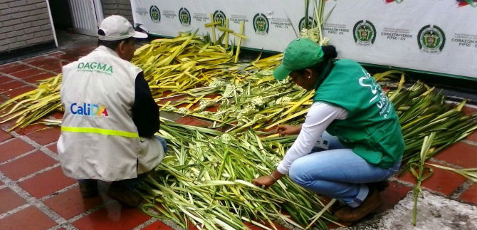 Dagma y Polica Ambiental decomisan 4408 ramos de iraca y palma de cera