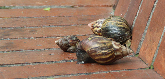 Presentan investigaciones sobre la hormiga arriera y el caracol africano