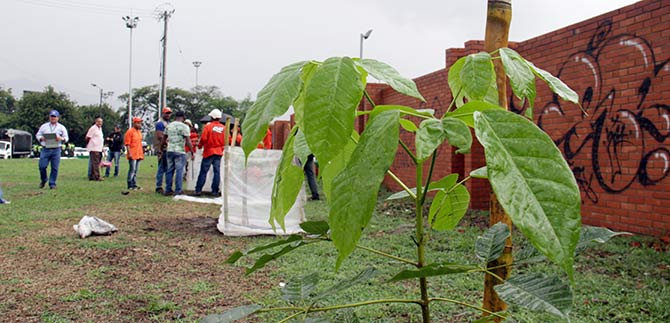 Medioambiente de Cali tambin gan en el gobierno de Guerrero Velasco