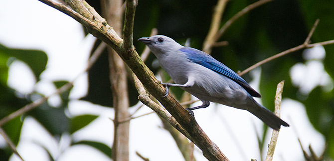 Dagma realizar censo y avistamiento de aves urbanas
