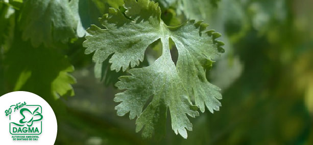 Cultiva cilantro