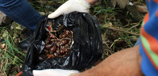 Autoridad ambiental de Cali repite operativo de caracol africano en la comuna 20