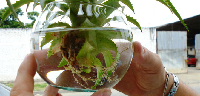 Cale�os pueden prevenir el virus del dengue y chikungu�a