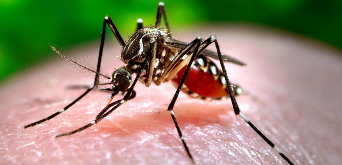 As� hemos enfrentado al Aedes