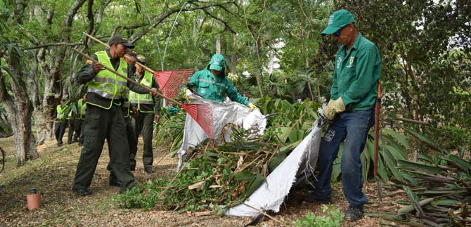 Comenz� poda y mantenimiento de zonas verdes en Cali