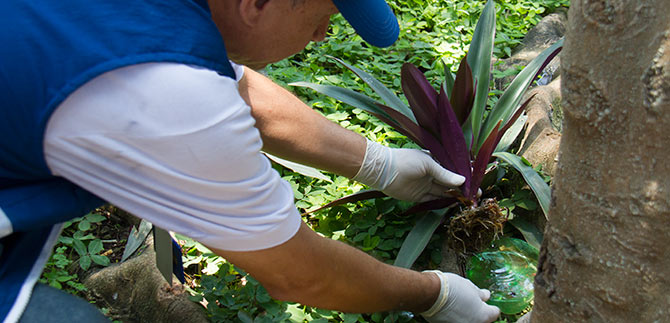 Minga para que Villahermosa sea la primera c�rcel libre de zancudo