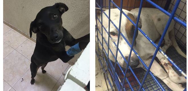 Desde el CAM, Pinina y Pirata buscan un hogar