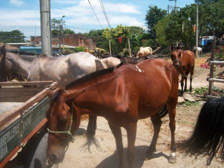 En el proceso de sustituci�n laboral de los carretilleros, equinos ser�n entregados en adopci�n