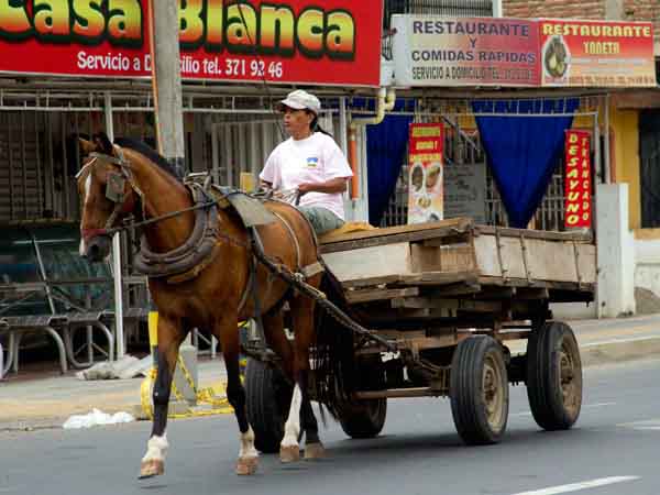 La sustituci�n de veh�culos de tracci�n animal en Cali, en la recta final