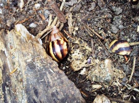 Si encuentra caracoles africanos, no los manipule; llame al Dagma para su control