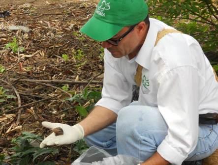 El Dagma increment� operativos de control para contrarrestar el caracol africano