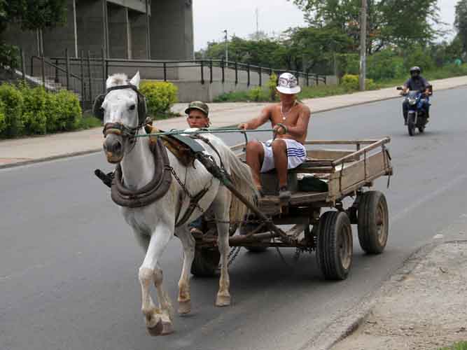 Hoy, la Secretar�a de Salud explicar� en rueda de prensa la adopci�n de equinos en el proceso de sustituci�n de los carretilleros