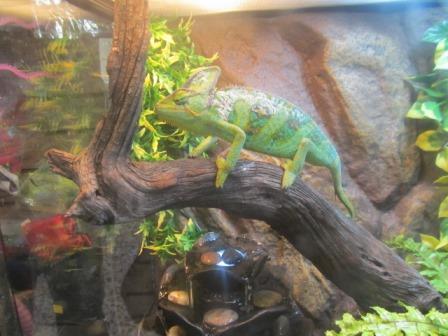 Dagma ha decomisado 40 especies en operativos de tr�fico de animales silvestres