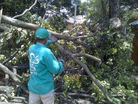 Cuadrillas del Dagma atienden desde ayer la emergencia de �rboles ca�dos por fuerte vendaval
