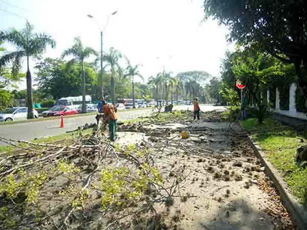 Dagma erradica �rboles en el sur para prevenir afectaciones en la comunidad cale�a