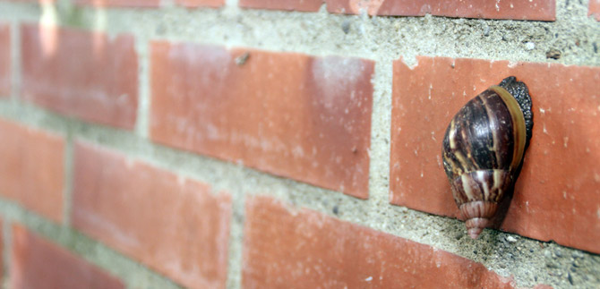 Se ha detectado caracol africano en 13 de las 22 comunas