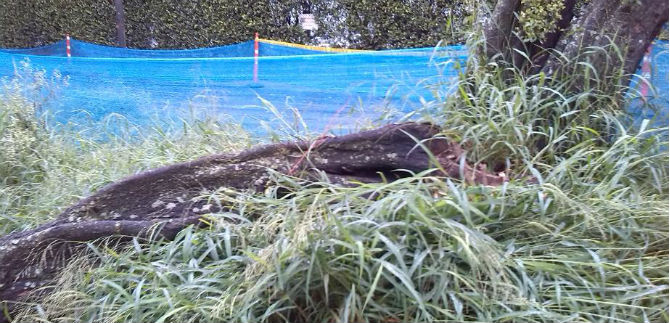 Dagma avanza en la erradicaci�n de �rboles que representan peligro para la comunidad