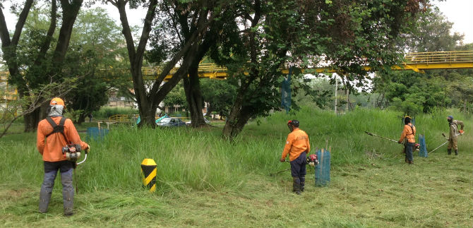 Mantenimiento  de zonas verdes en Cali se ha realizado en un 40 %