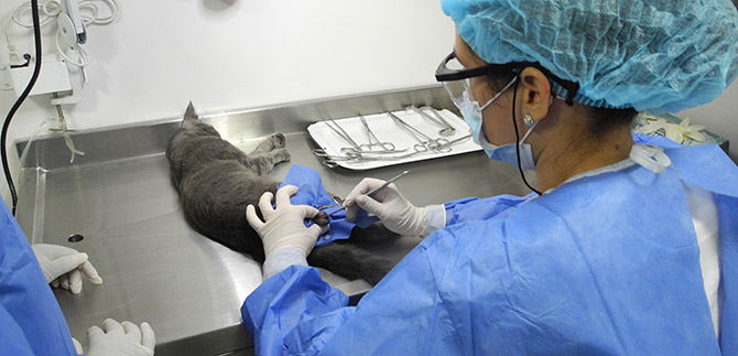 Centro de Zoonosis del Municipio dio al servicio quir�fano m�vil