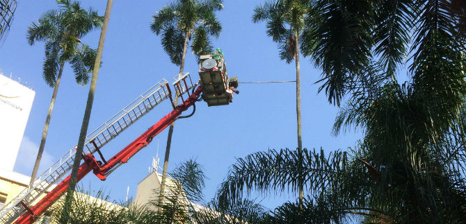 Palmas de la plaza de Caycedo lucen hoy mejor traje
