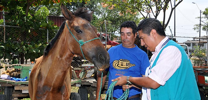 Adopci�n de caballos carretilleros super� expectativas; hubo 1182 solicitudes