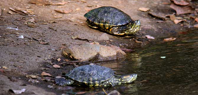 Tortugas rescatadas en Refugio Villalorena fueron liberadas por el Dagma