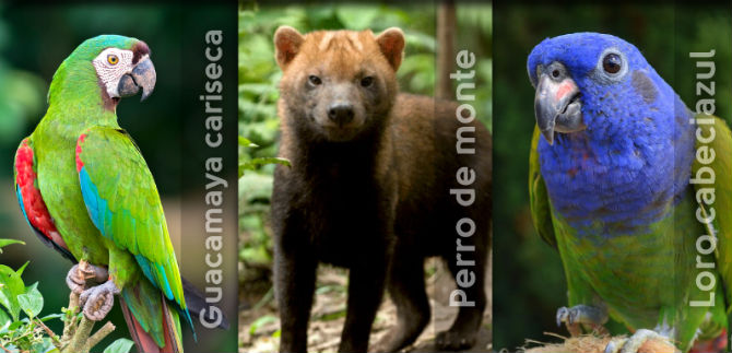 Dagma liberar� fauna silvestre en Los Farallones