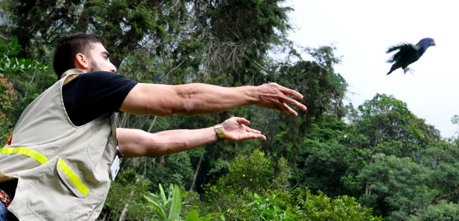 Aves cautivas fueron devueltas a su h�bitat natural en Los Farallones