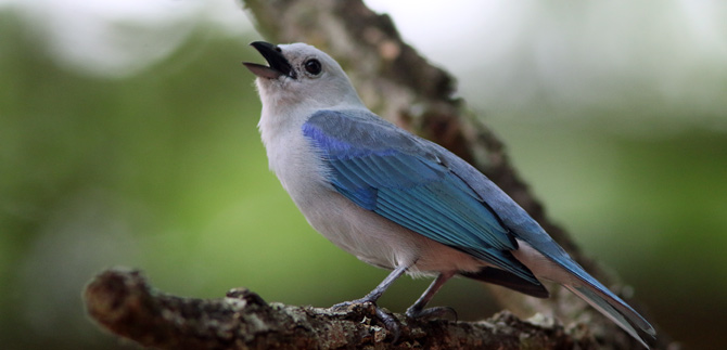 El Dagma se prepara para lanzamiento de la feria de las aves en Cali