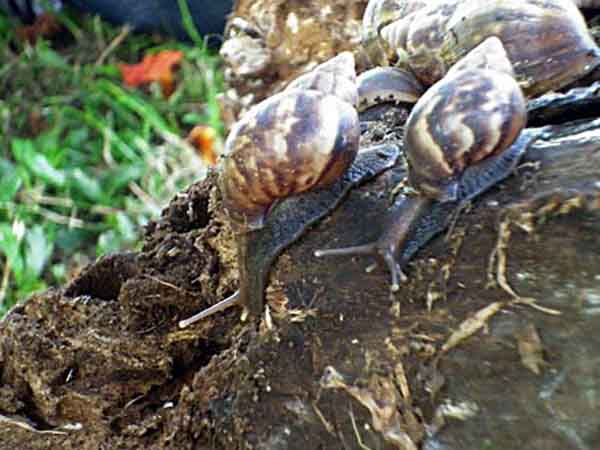 El Dagma contin�a operativos de control a caracol africano