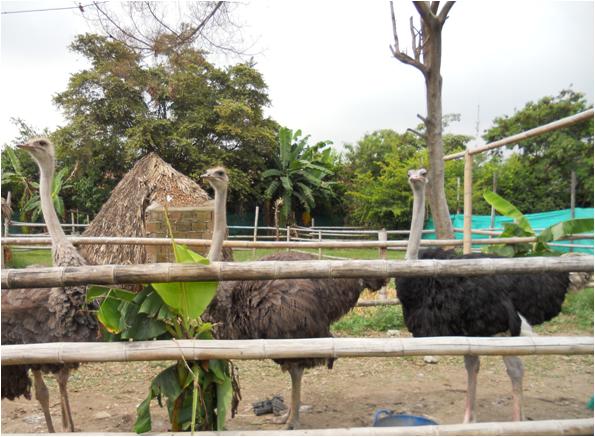 En custodia permanecen tres avestruces en inmediaciones del puente de Sameco