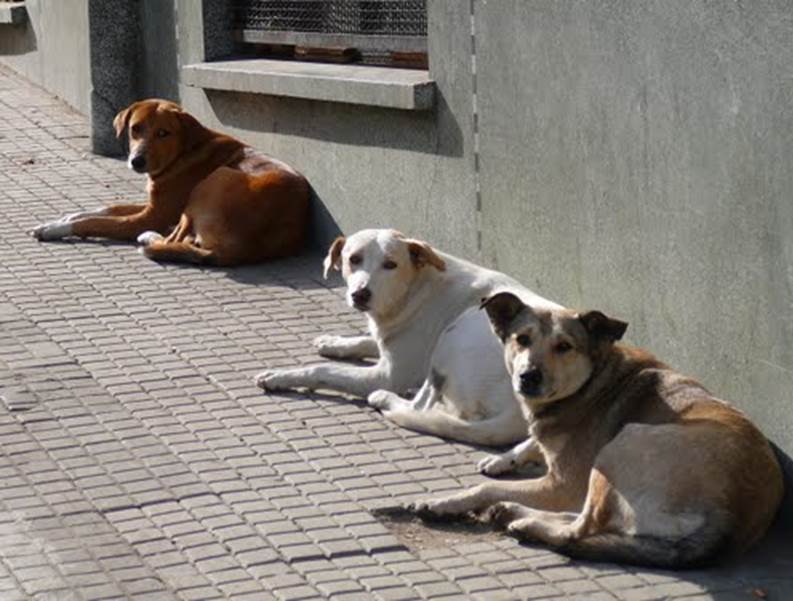 La Secretar�a de Salud rechaza acusaciones sobre un supuesto maltrato animal en la ciudad