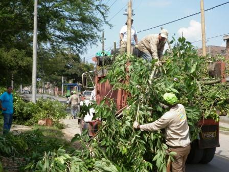 �rboles ca�dos, herencia que dejan las  lluvias en Cali