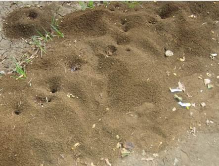 Capacitaci�n sobre el control de hormiga arriera en la comuna 10