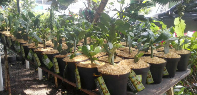 Se entregan 100 mil pl�ntulas de bosque seco tropical para siembra en la ciudad