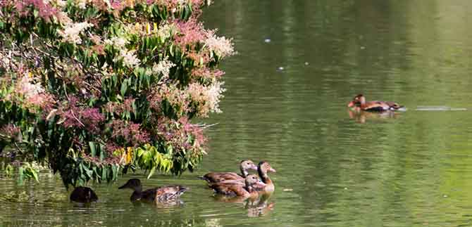 Usos permitidos en las �reas de Especial Importancia Ecosist�mica del Municipio