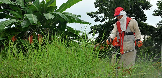 Dagma inspecciona el mantenimiento de las zonas verdes de Cali